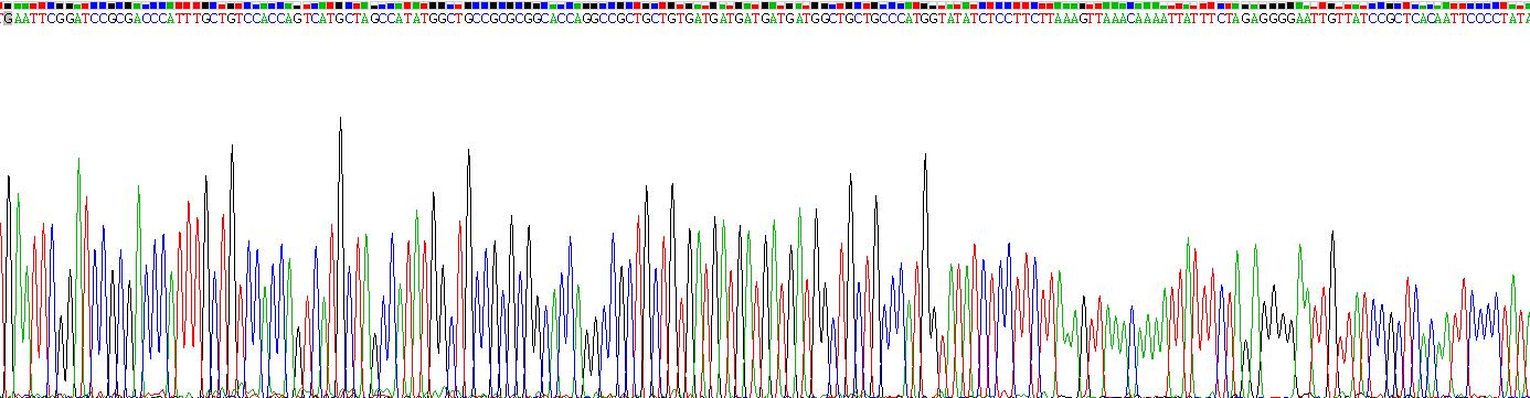 Recombinant Claudin 5 (CLDN5)