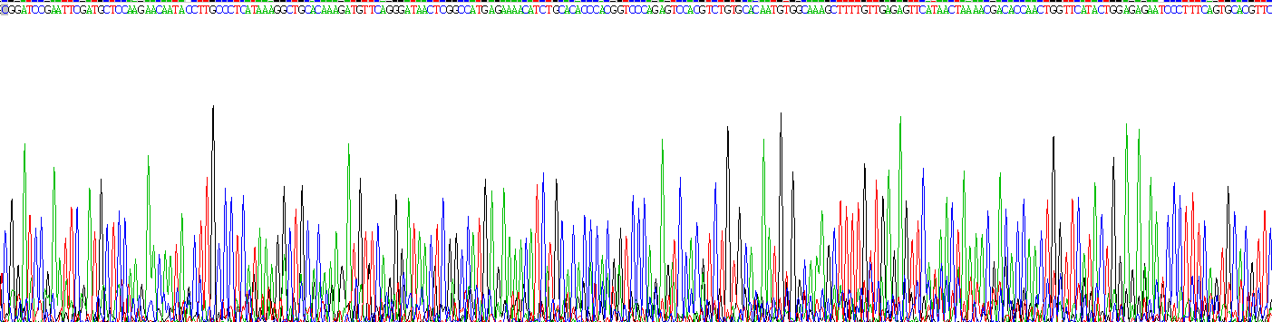 Recombinant YY1 Transcription Factor (YY1)