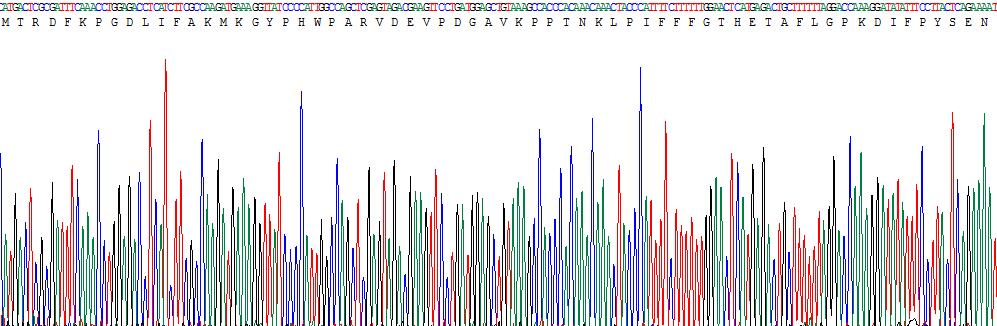 Recombinant Lens Epithelium Derived Growth Factor (LEDGF)