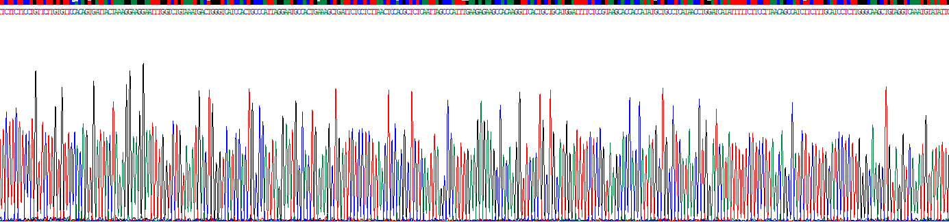 Recombinant Thymine DNA Glycosylase (TDG)