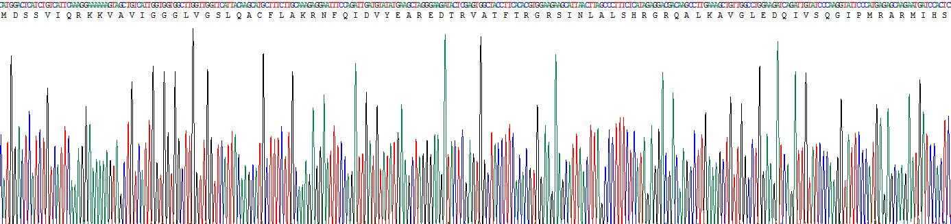 Recombinant Kynurenine-3-Monooxygenase (KMO)