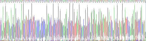 Recombinant Hepatitis A Virus Cellular Receptor 2 (HAVCR2)