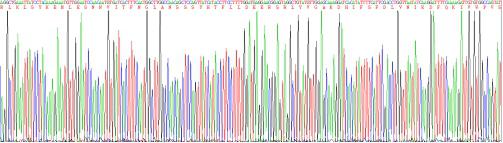 Recombinant Semaphorin 3A (SEMA3A)