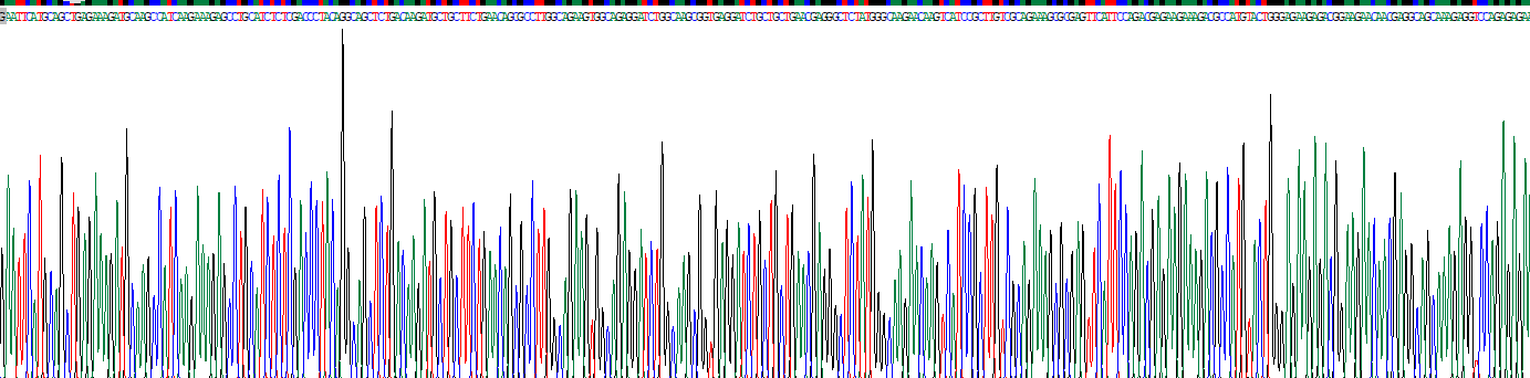 Recombinant Nuclear Factor, Interleukin 3 Regulated (NFIL3)