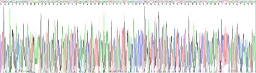 Recombinant PR Domain Containing Protein 1 (PRDM1)