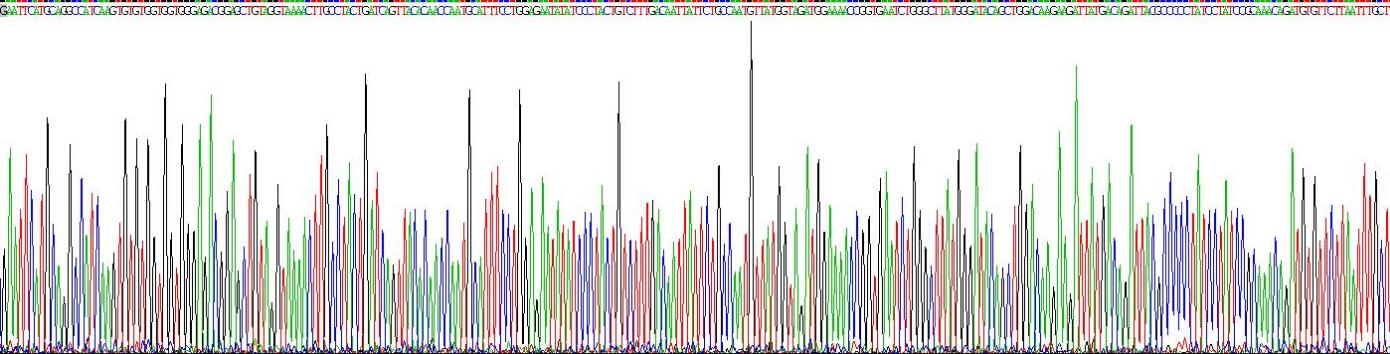 Recombinant Ras Related C3 Botulinum Toxin Substrate 1 (Rac1)