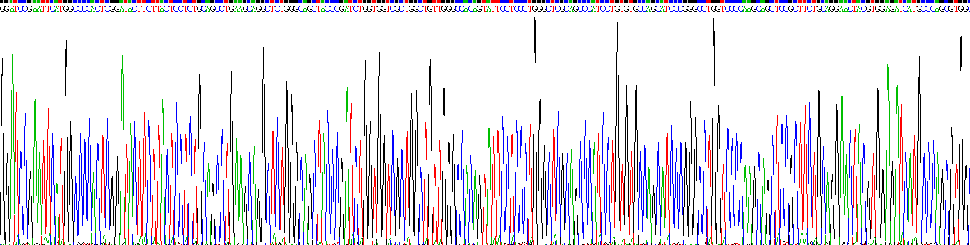 Recombinant Wingless Type MMTV Integration Site Family, Member 3A (WNT3A)