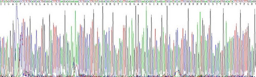 Recombinant Wingless Type MMTV Integration Site Family, Member 5A (WNT5A)