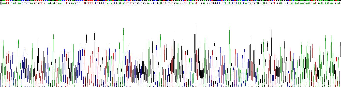 Recombinant Keratin 81 (KRT81)