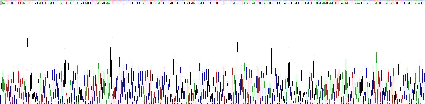 Recombinant Poly A Binding Protein Cytoplasmic 1 Like Protein (PABPC1L)