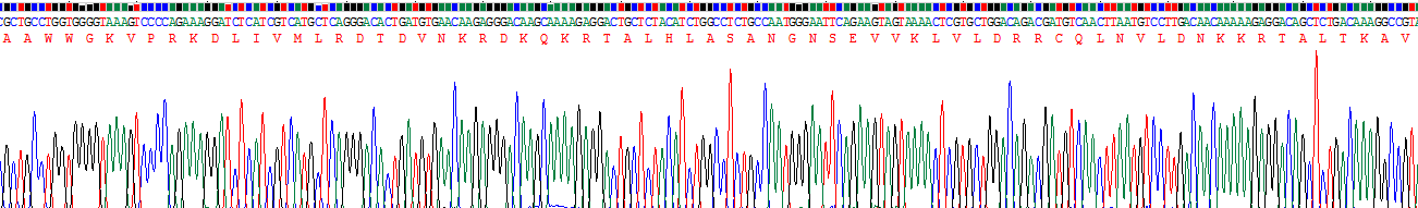 Recombinant POTE Ankyrin Domain Family, Member J (POTEJ)