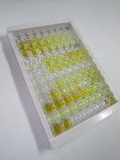 ELISA Kit for Interferon Gamma (IFNg)