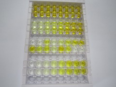 ELISA Kit for Stem Cell Factor (SCF)