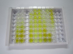 ELISA Kit for Caveolin 1 (CAV1)