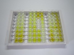 ELISA Kit for Myelin Basic Protein (MBP)