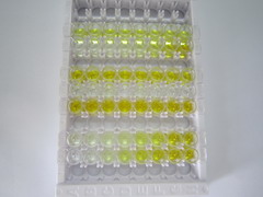 ELISA Kit for Adiponectin (ADPN)