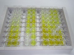 ELISA Kit for Macrophage Migration Inhibitory Factor (MIF)