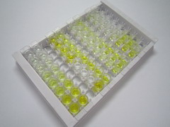 ELISA Kit for Insulin Receptor (INSR)