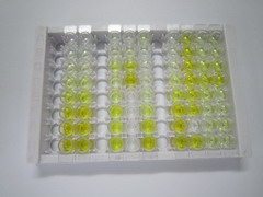 ELISA Kit for Synuclein Alpha (SNCa)