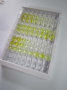 ELISA Kit for Interleukin 2 Receptor Alpha (IL2Ra)