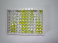 ELISA Kit for Interferon Tau (IFNt)