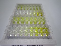 ELISA Kit for Angiotensin I Converting Enzyme 2 (ACE2)