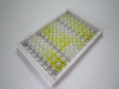 ELISA Kit for Insulin Degrading Enzyme (IDE)