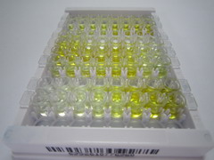 ELISA Kit for Choline Acetyltransferase (ChAT)