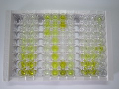 ELISA Kit for Syndecan 1 (SDC1)