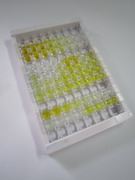 ELISA Kit for Complement Component 5 (C5)