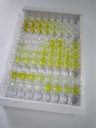 ELISA Kit for Complement Component 5 (C5)