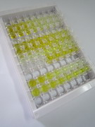 ELISA Kit for Tau Protein (MAPT)