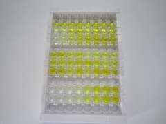 ELISA Kit for Complement Factor B (CFB)