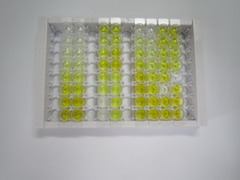 ELISA Kit for Platelet Derived Growth Factor Receptor Alpha (PDGFRa)