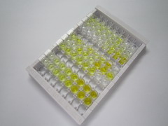 ELISA Kit for Sorting Nexin 13 (SNX13)