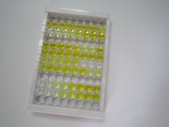 ELISA Kit for Occludin (OCLN)