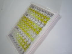 ELISA Kit for Topoisomerase I (TOP1)