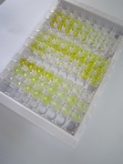 ELISA Kit for Allograft inflammatory factor 1 (AIF1)