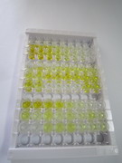 ELISA Kit for Allograft inflammatory factor 1 (AIF1)