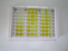 ELISA Kit for Catalase (CAT)