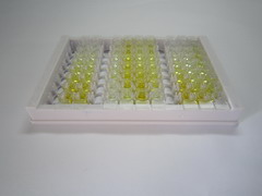 ELISA Kit for Serotonin Transporter (SERT)