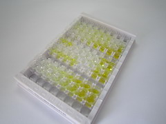 ELISA Kit for Cathepsin Z (CTSZ)