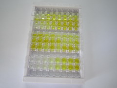 ELISA Kit for Carcinoembryonic Antigen Related Cell Adhesion Molecule 8 (CEACAM8)