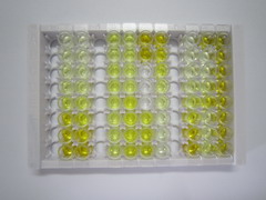 ELISA Kit for Protein Disulfide Isomerase A4 (PDIA4)