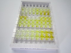 ELISA Kit for Tumor Necrosis Factor Ligand Superfamily, Member 12 (TNFSF12)