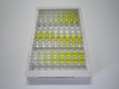 ELISA Kit for Na-K-Cl Cotransporter 2 (NKCC2)