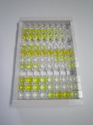 ELISA Kit for Tubulin Beta 3 (TUBb3)