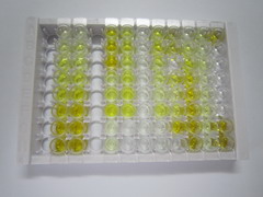 ELISA Kit for Karyopherin Beta (KPNb1)