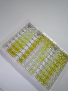 ELISA Kit for Interleukin 22 Receptor (IL22R)