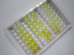 ELISA Kit for Tight Junction Protein 2 (TJP2)